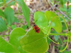 Pelonides quadrinotata