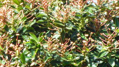 Schwartzia costaricensis
