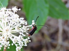 Pseudostrangalia cruentata
