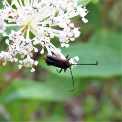 Pseudostrangalia cruentata