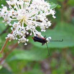 Pseudostrangalia cruentata