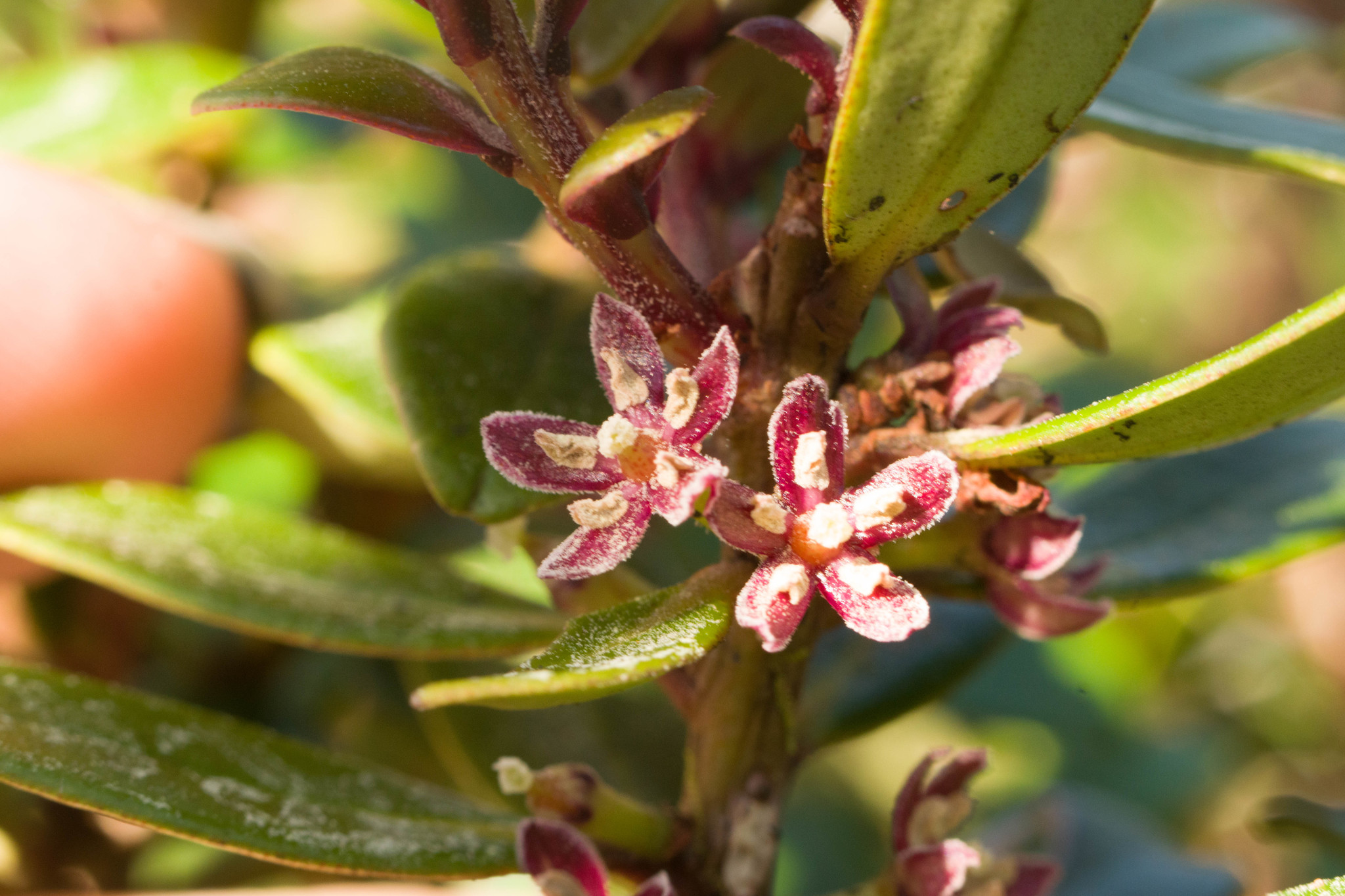 Myrsine sandwicensis