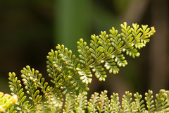 Adenophorus tamariscinus