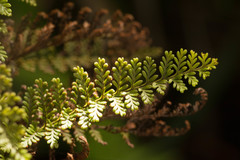 Adenophorus tamariscinus