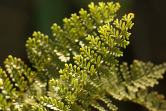 Adenophorus tamariscinus