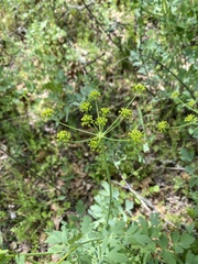 Lomatium californicum