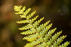 Adenophorus tamariscinus