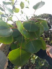 Cheirodendron platyphyllum