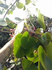 Cheirodendron platyphyllum