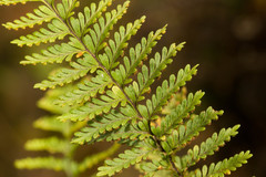 Adenophorus tamariscinus