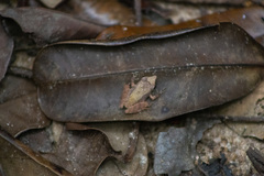 Pristimantis ramagii