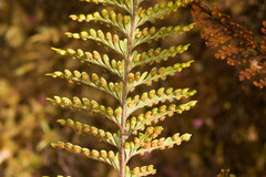 Adenophorus tamariscinus