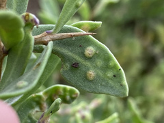 Aceria pallida