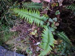 Asplenium polyodon
