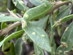 Aceria pallida