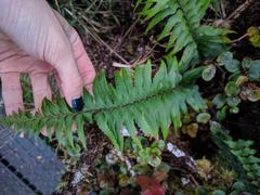 Asplenium polyodon