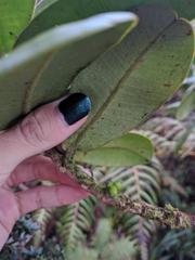 Melicope clusiifolia