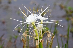 Hymenocallis liriosme