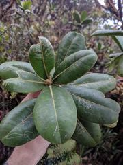 Melicope clusiifolia