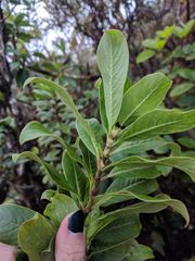 Coprosma ochracea