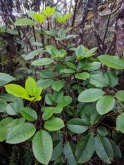 Cheirodendron trigynum