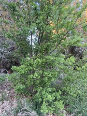 Quercus lobata