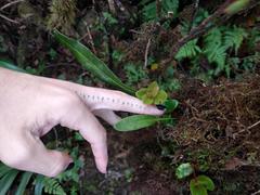 Elaphoglossum wawrae