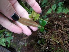 Elaphoglossum wawrae
