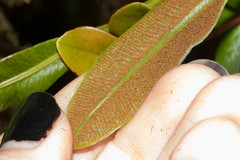 Elaphoglossum wawrae