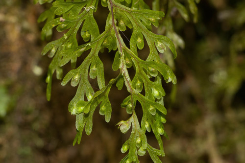 Hymenophyllum recurvum