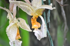 Stanhopea