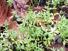 Floerkea proserpinacoides