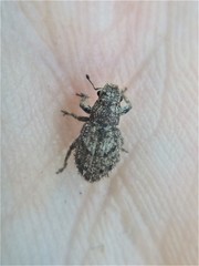 Floresianus sordidus