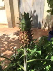 Ananas comosus microstachys