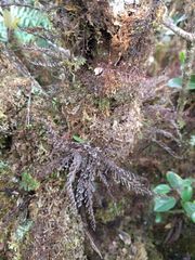 Adenophorus tamariscinus