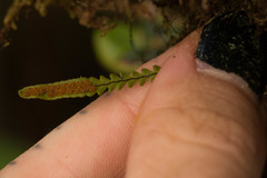 Stenogrammitis saffordii