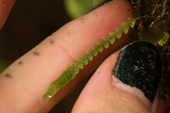 Stenogrammitis saffordii