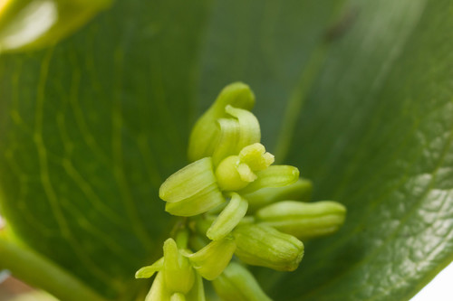 Smilax melastomifolia