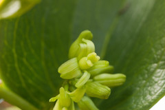 Smilax melastomifolia