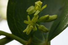 Smilax melastomifolia