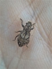 Floresianus sordidus
