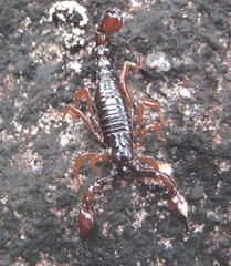 Broteochactas porosus