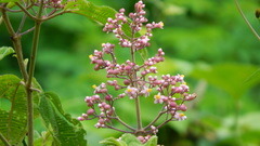 Miconia conospeciosa