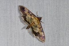 Ategumia