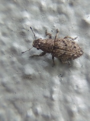 Floresianus sordidus