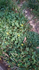 Oxalis corniculata