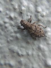 Floresianus sordidus