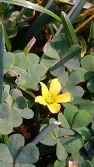 Oxalis corniculata