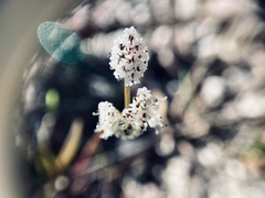 Lomatium linearifolium