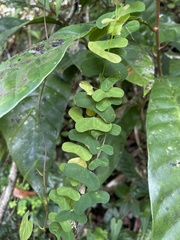 Passiflora murucuja